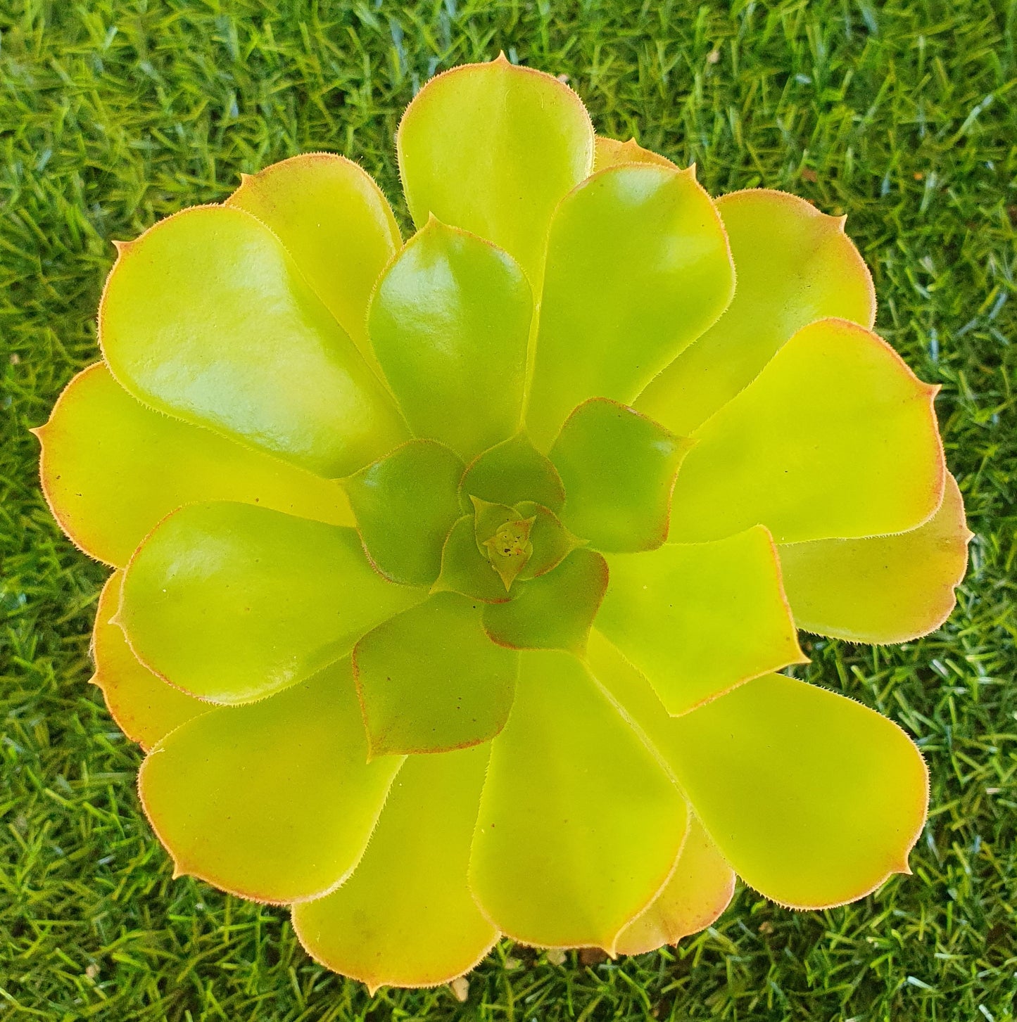 Aeonium Blushing Beauty