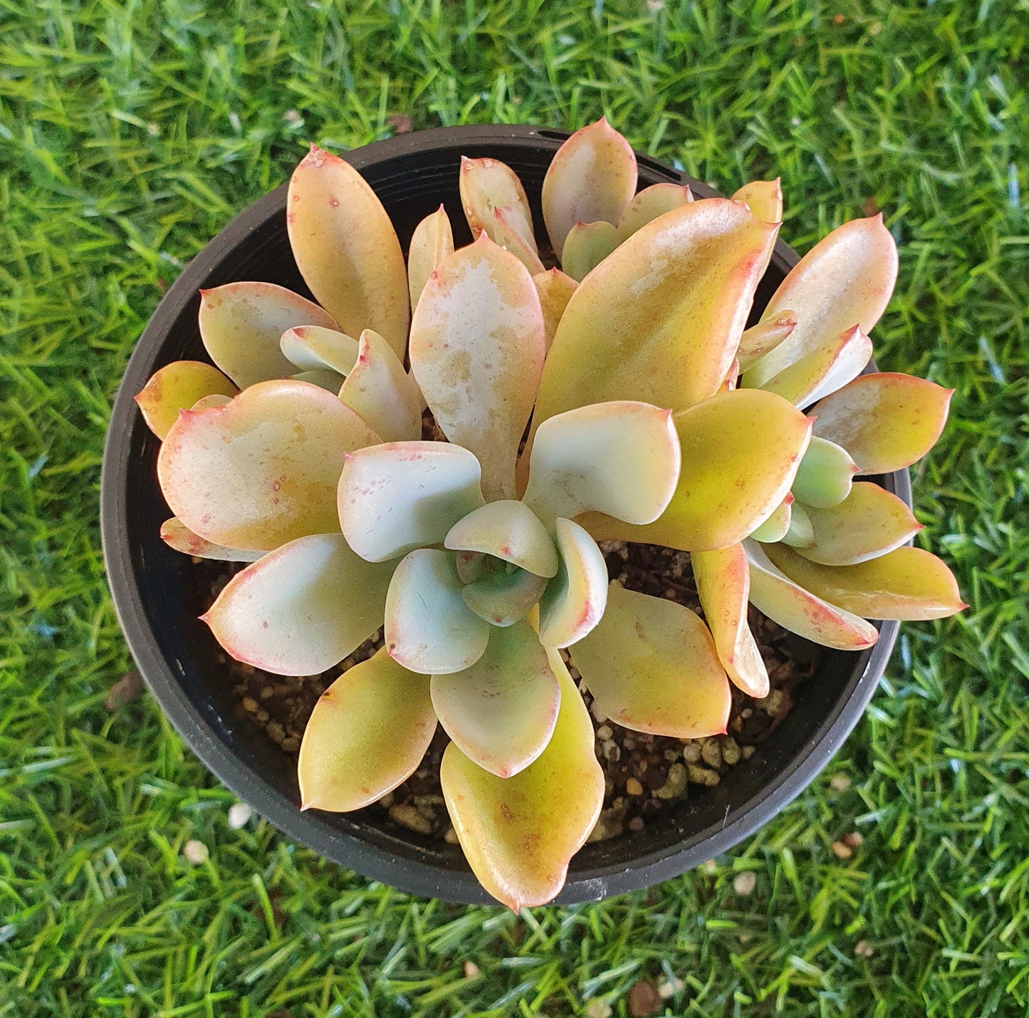 Echeveria Decairn