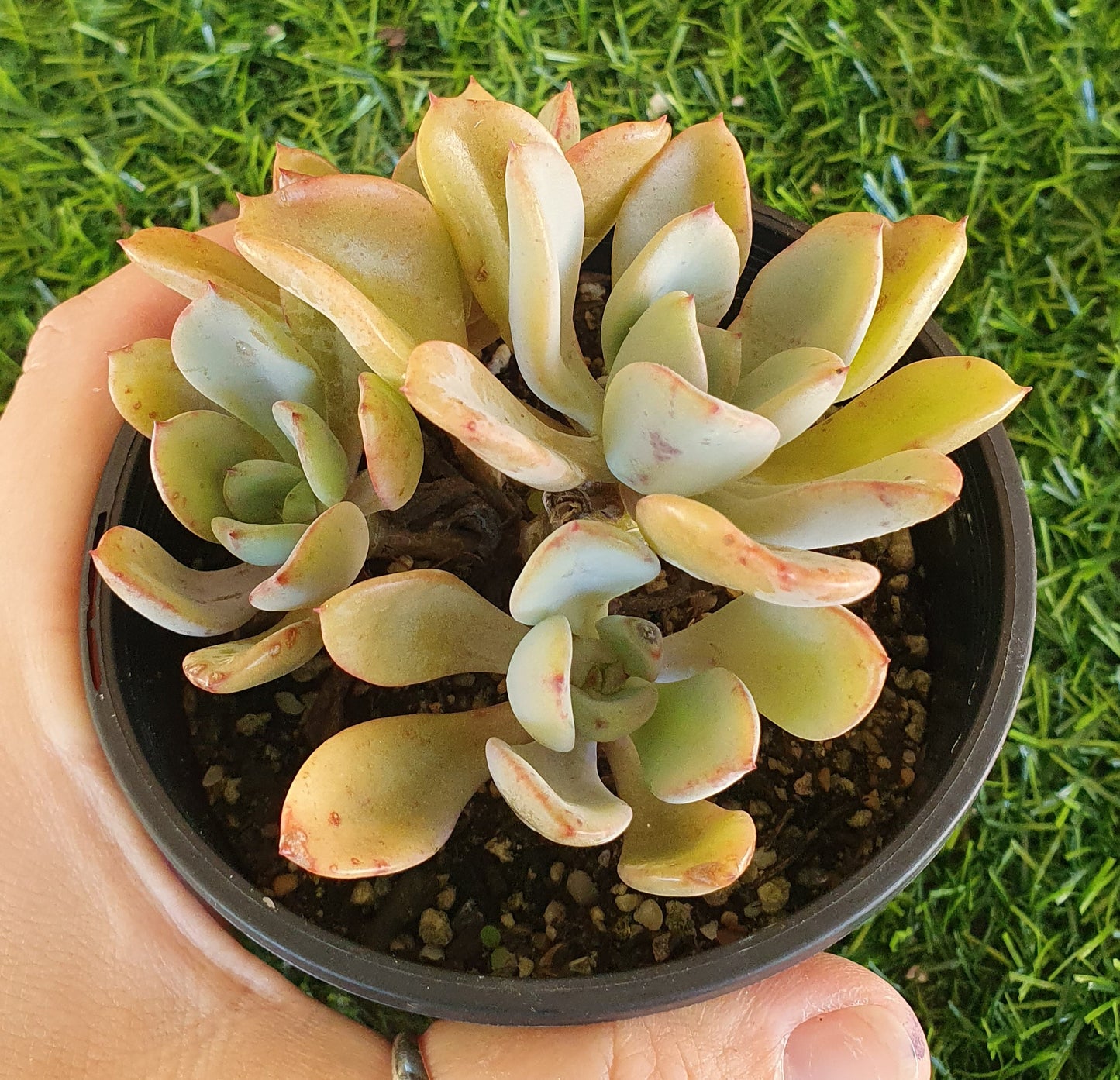 Echeveria Decairn