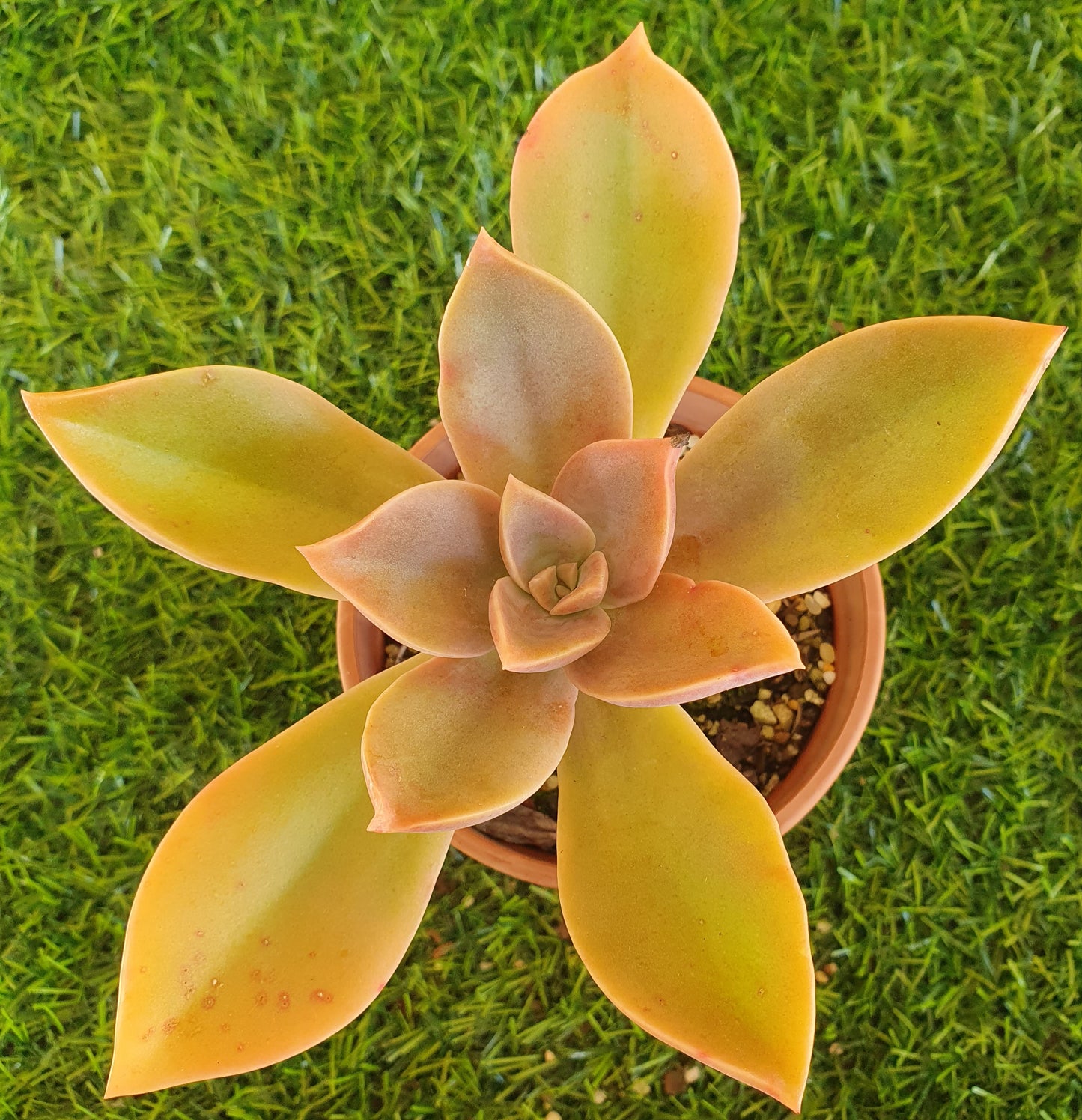 Graptoveria Fred Ives