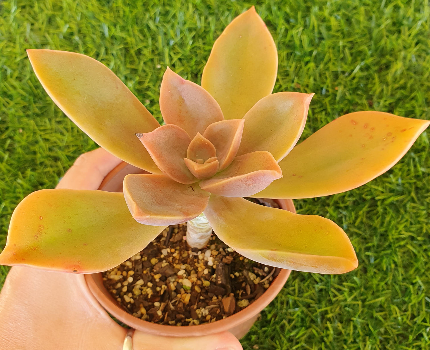 Graptoveria Fred Ives