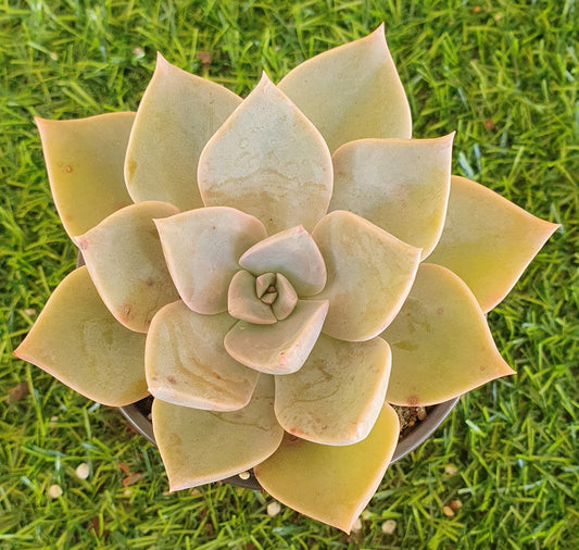 Graptoveria Douglas Huth