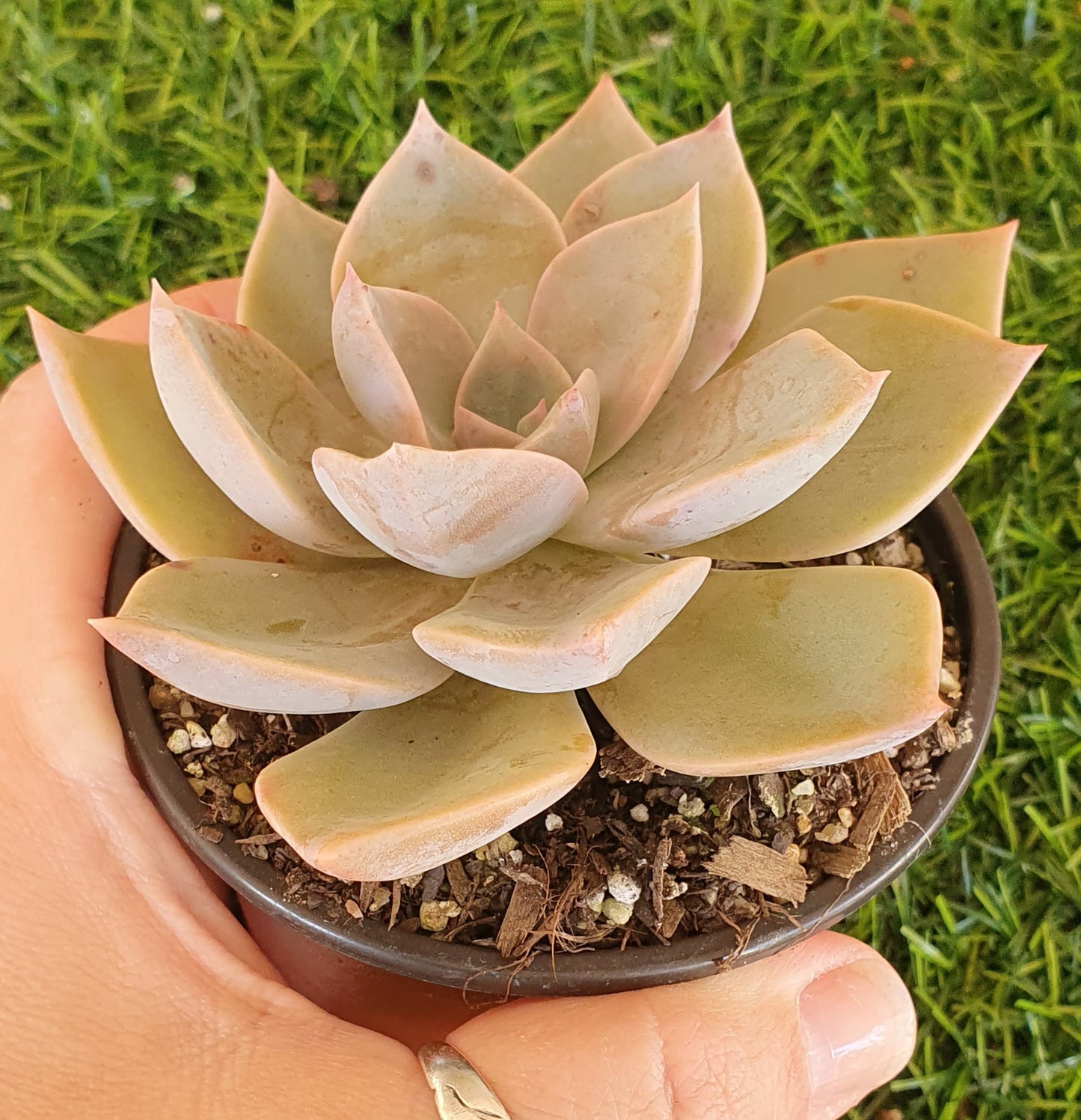 Graptoveria Douglas Huth