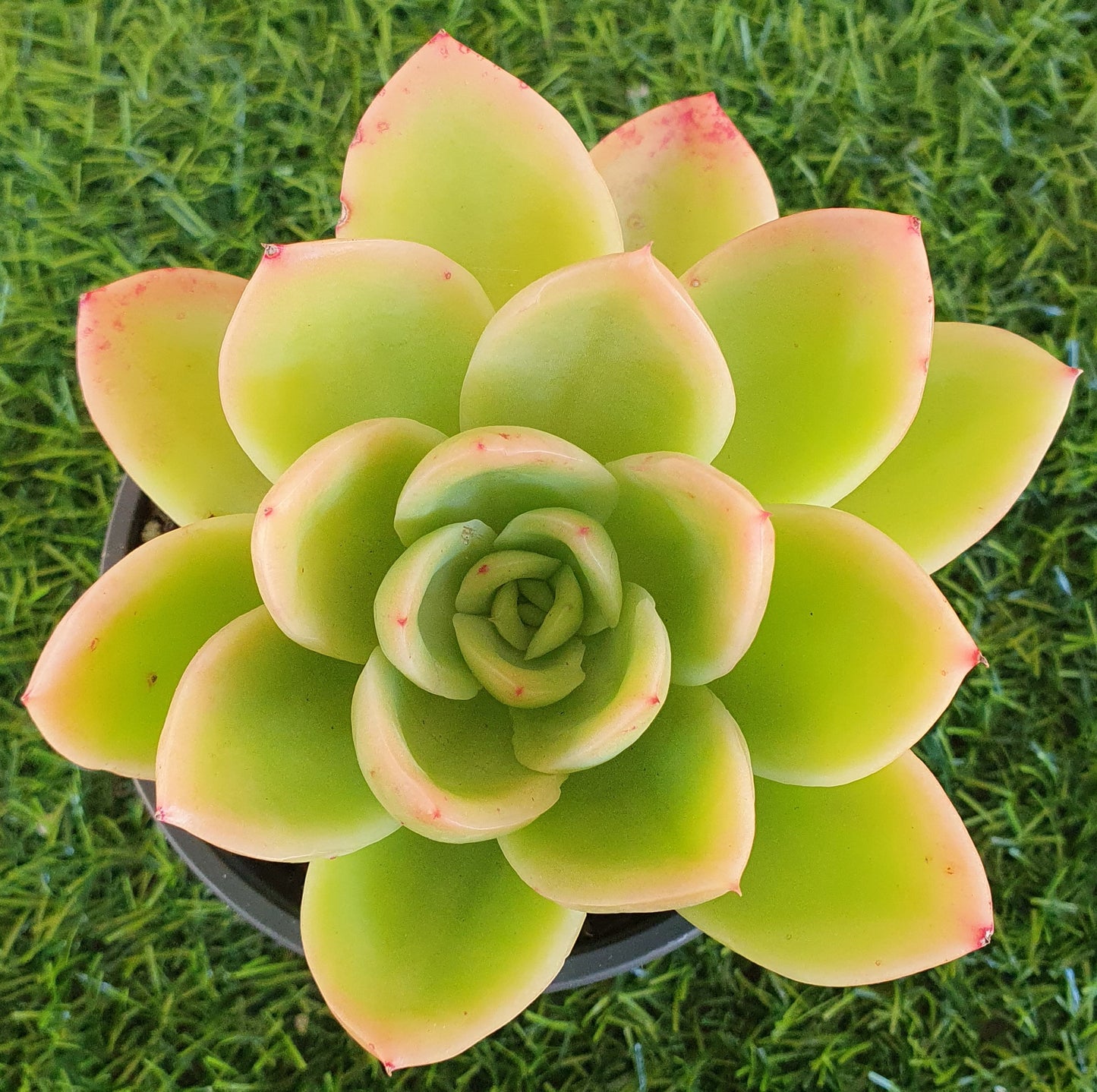 Echeveria Golden Glow