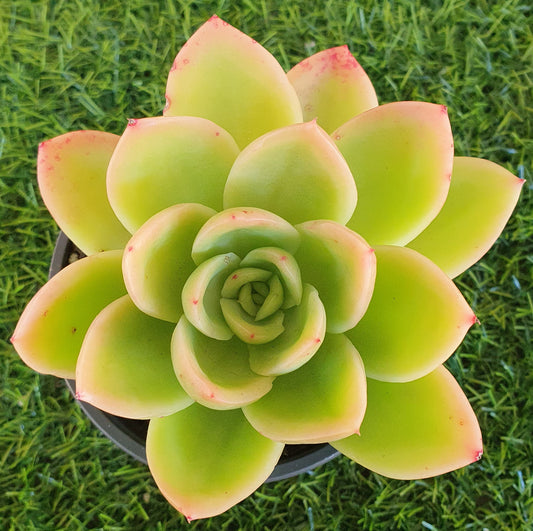 Echeveria Golden Glow