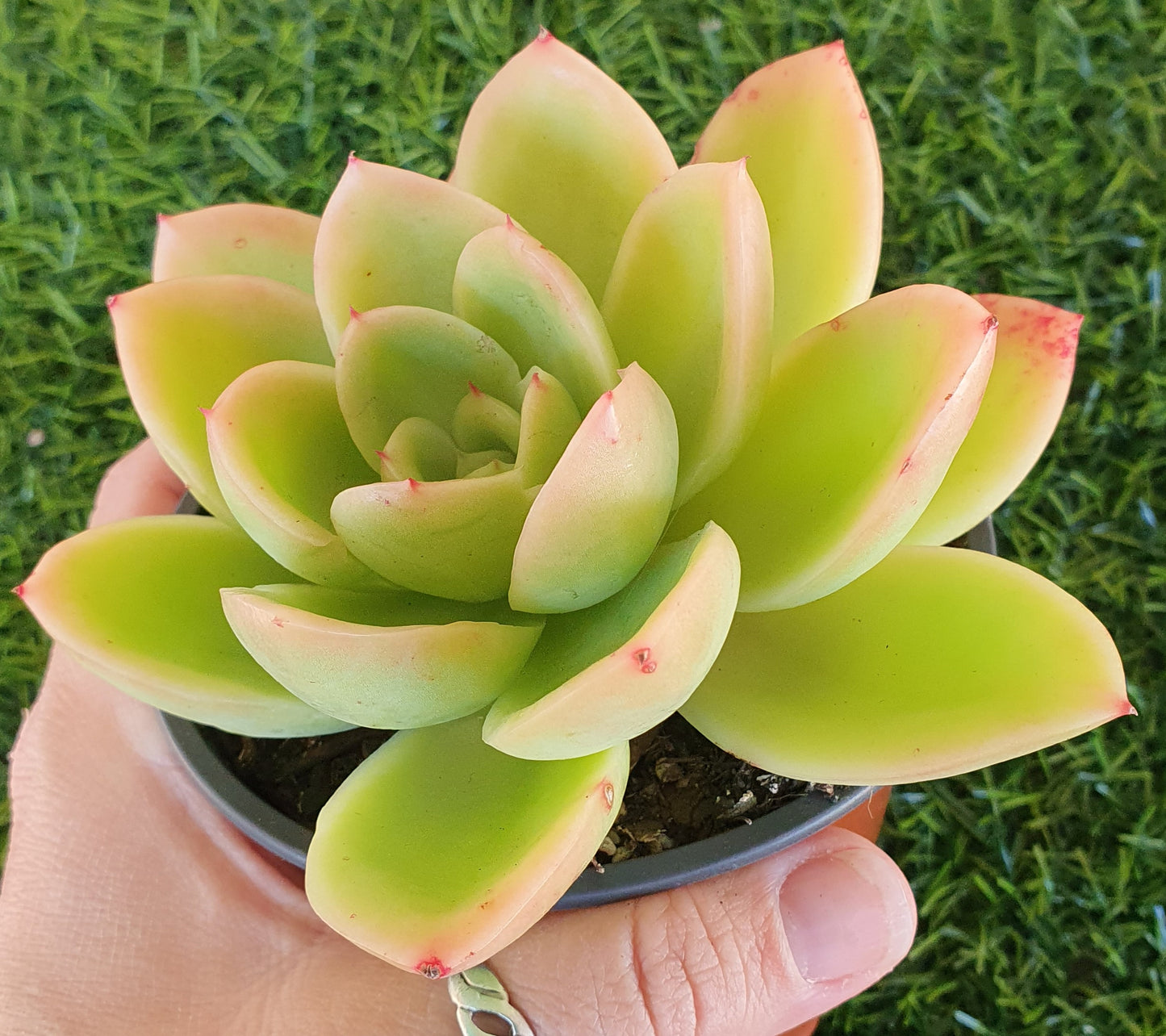 Echeveria Golden Glow