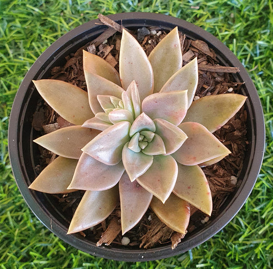 Graptoveria Bronzed Aussie