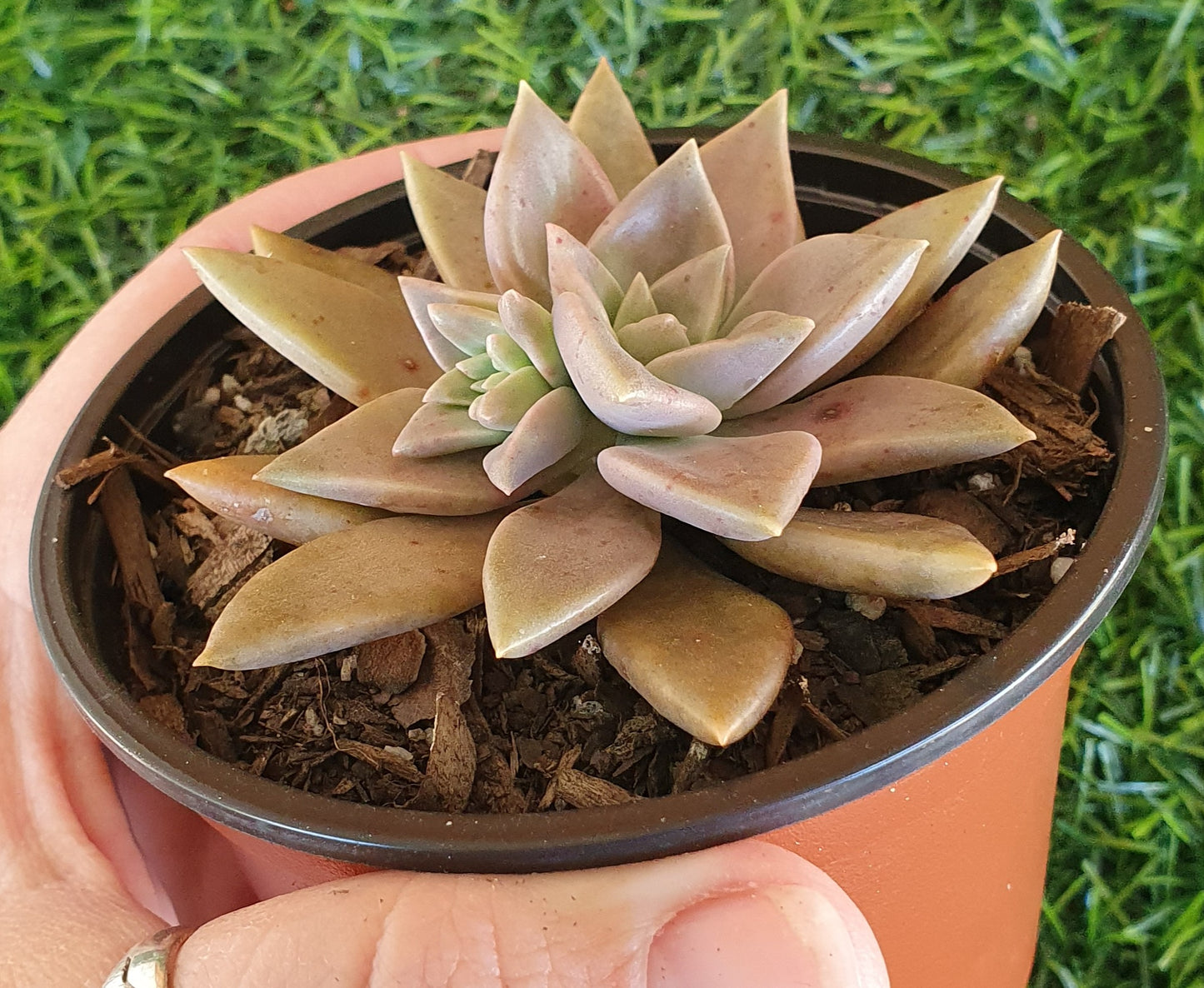 Graptoveria Bronzed Aussie