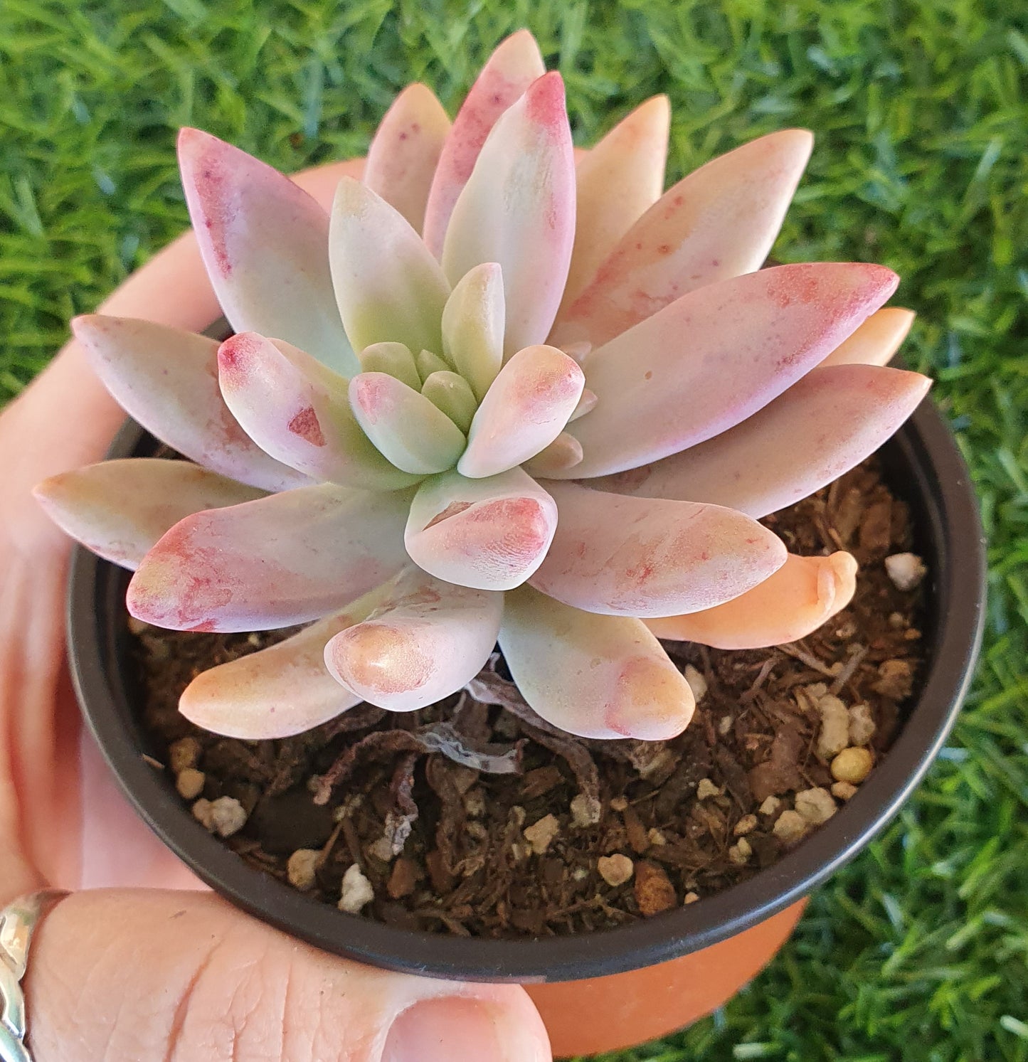 Pachyphytum Frostbite