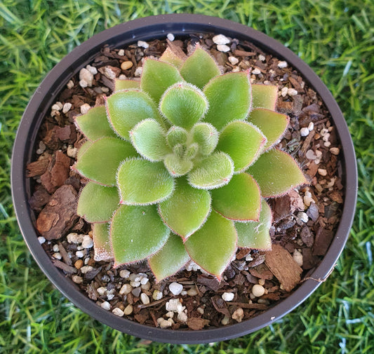 Echeveria Doris Taylor