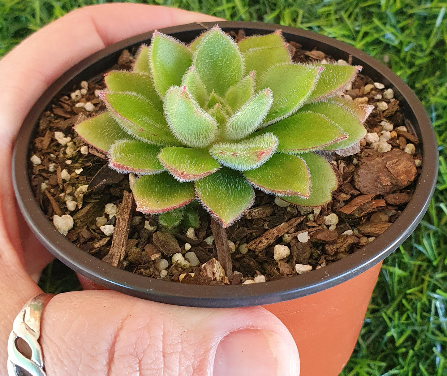 Echeveria Doris Taylor