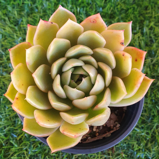 Echeveria Mira