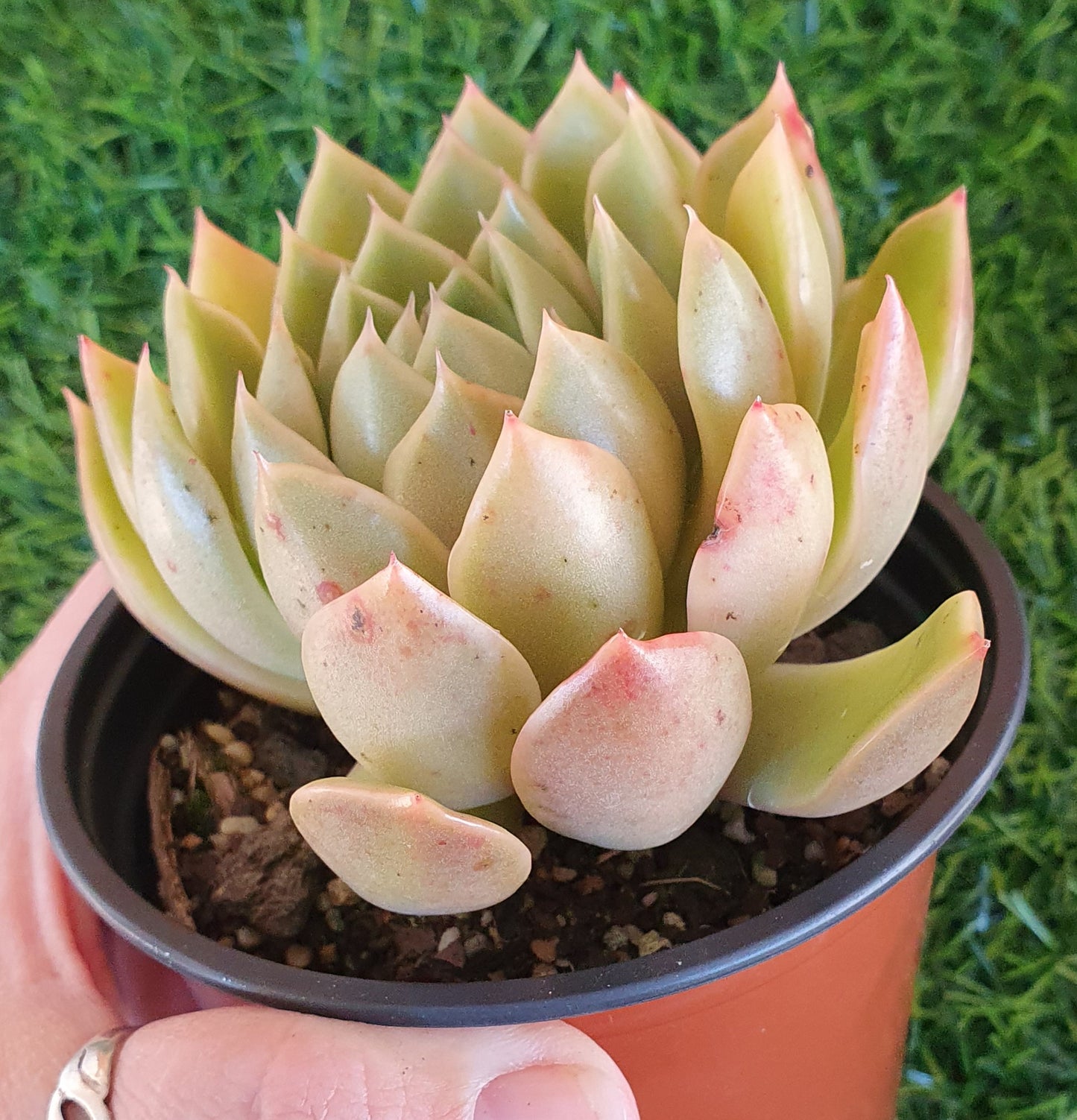 Echeveria Mira