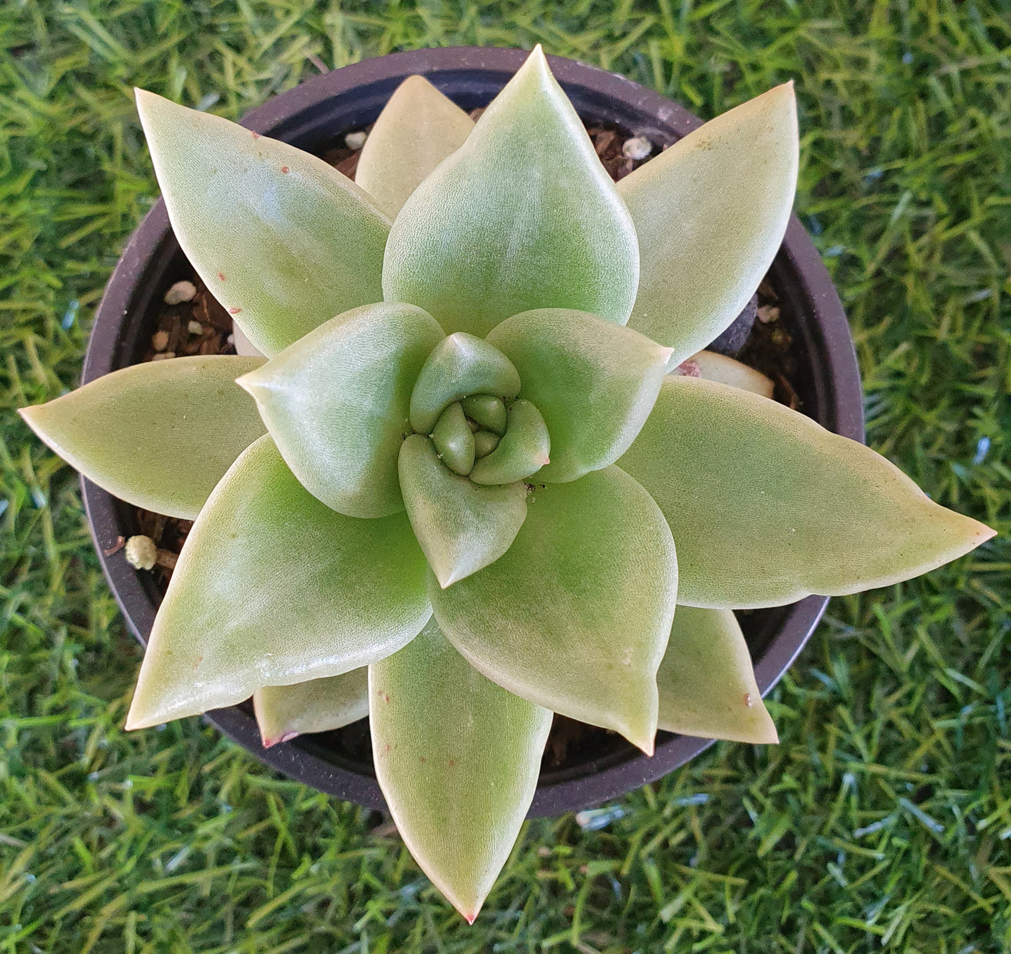 Echeveria Citrina