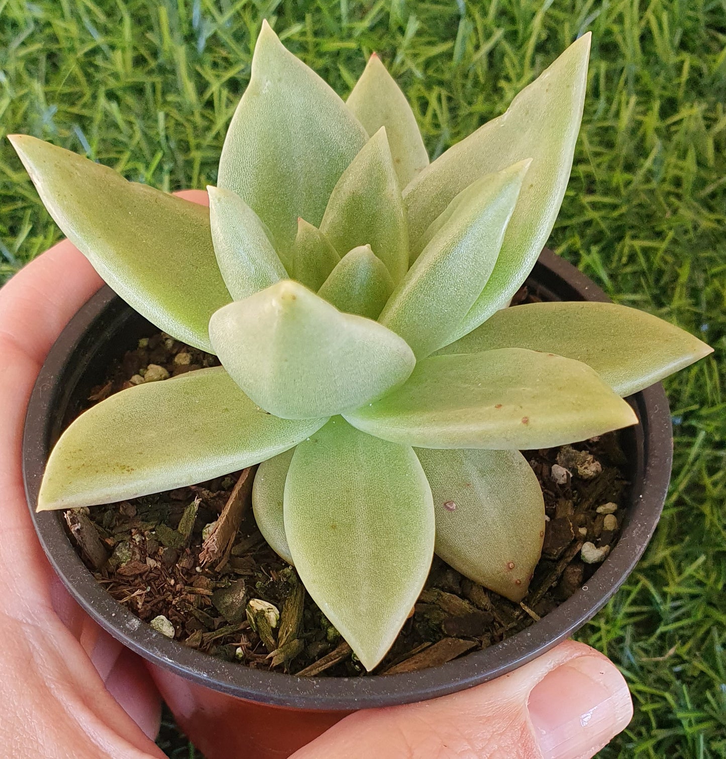 Echeveria Citrina