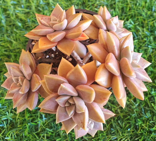 Graptoveria Bronzed Aussie Multi