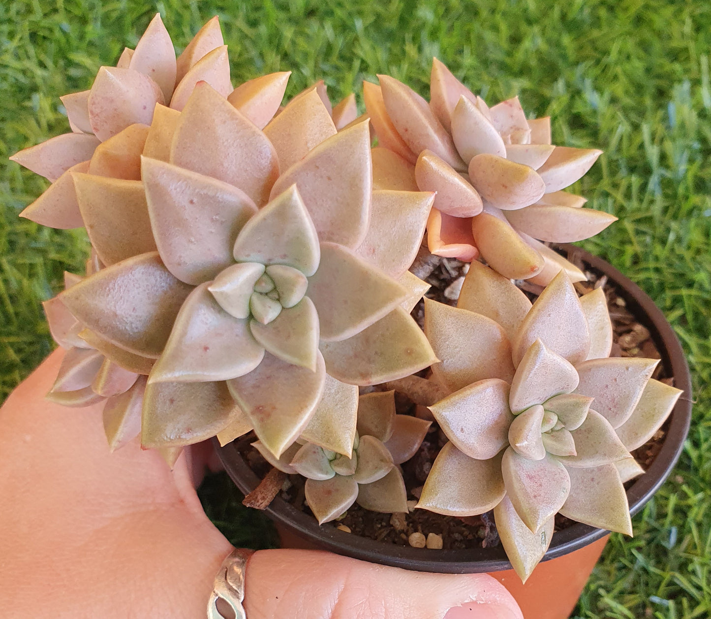 Graptoveria Bronzed Aussie Multi