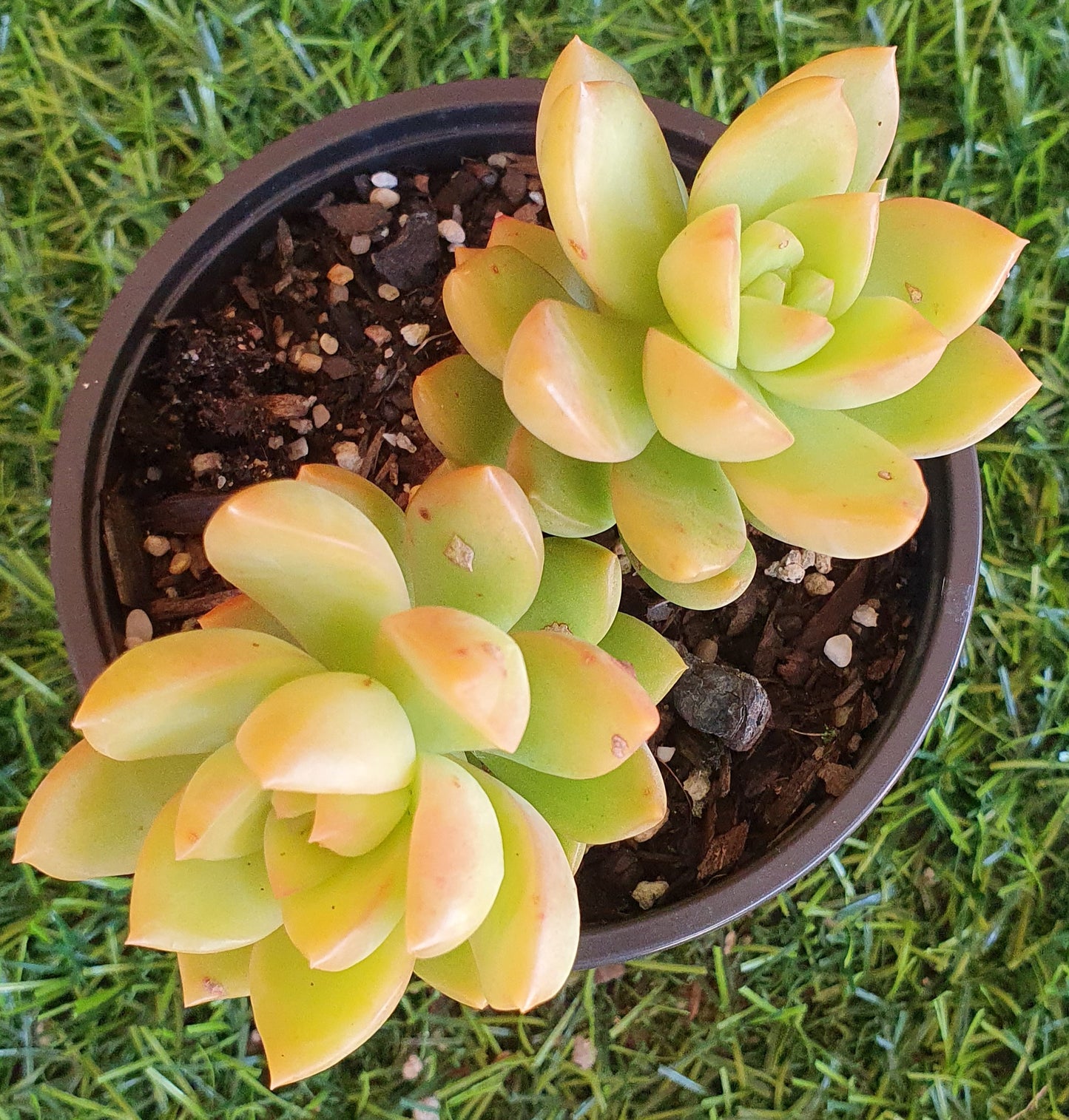 Sedeveria Golden Goddess