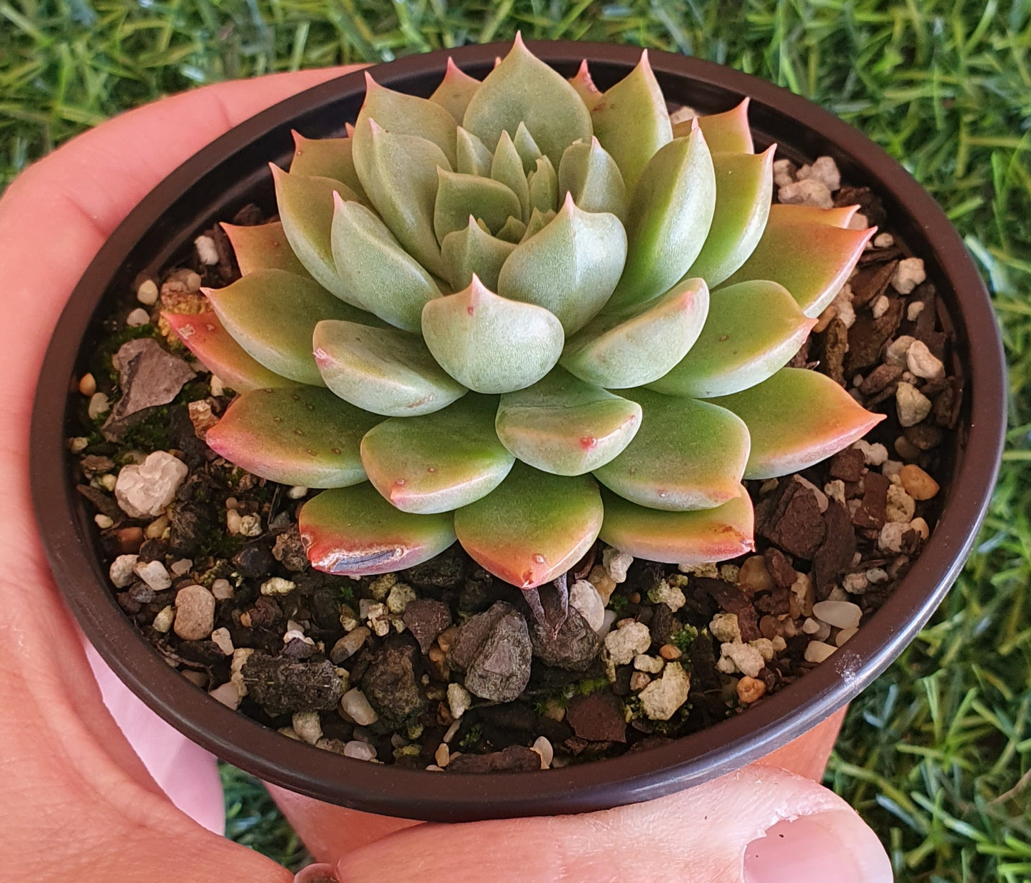 Echeveria Copper Canyon