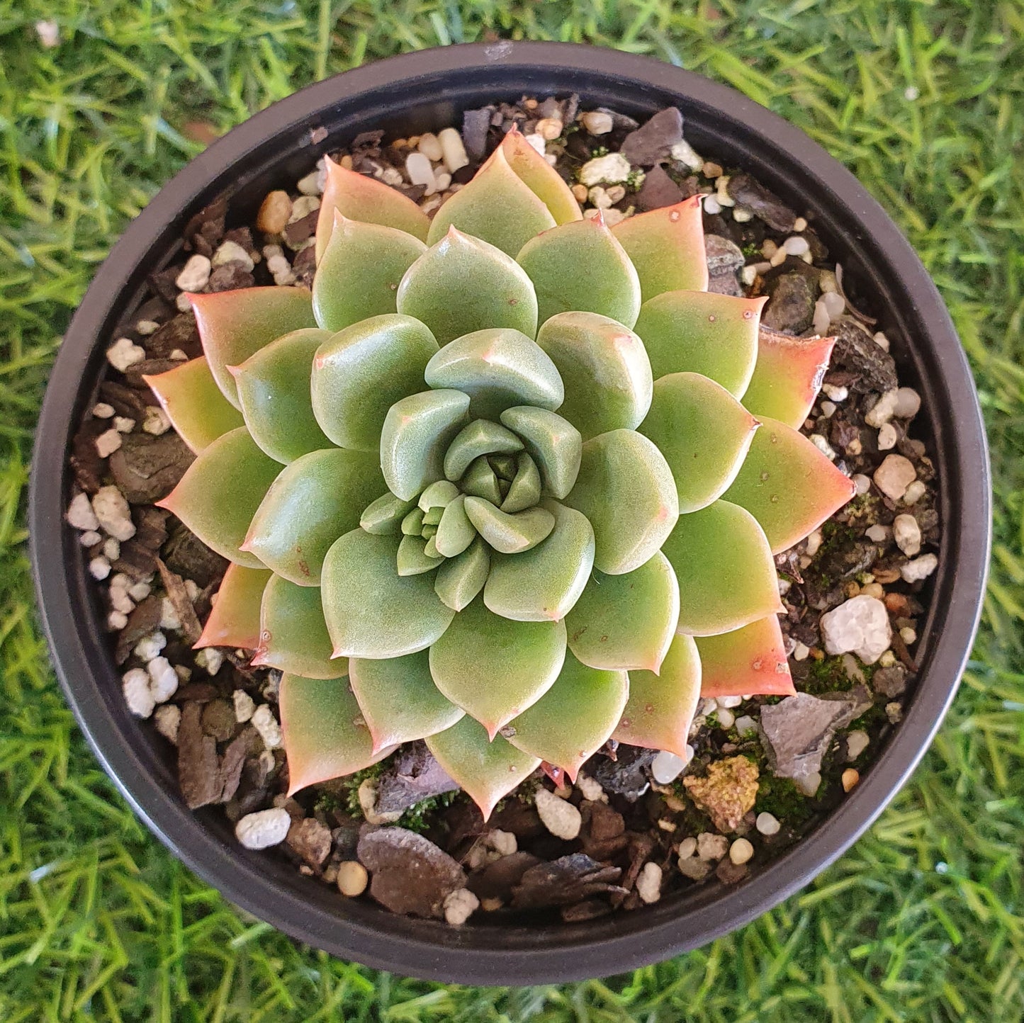 Echeveria Copper Canyon