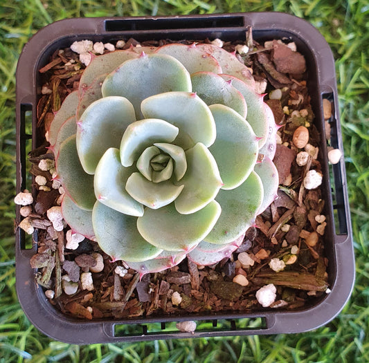 Echeveria Lara