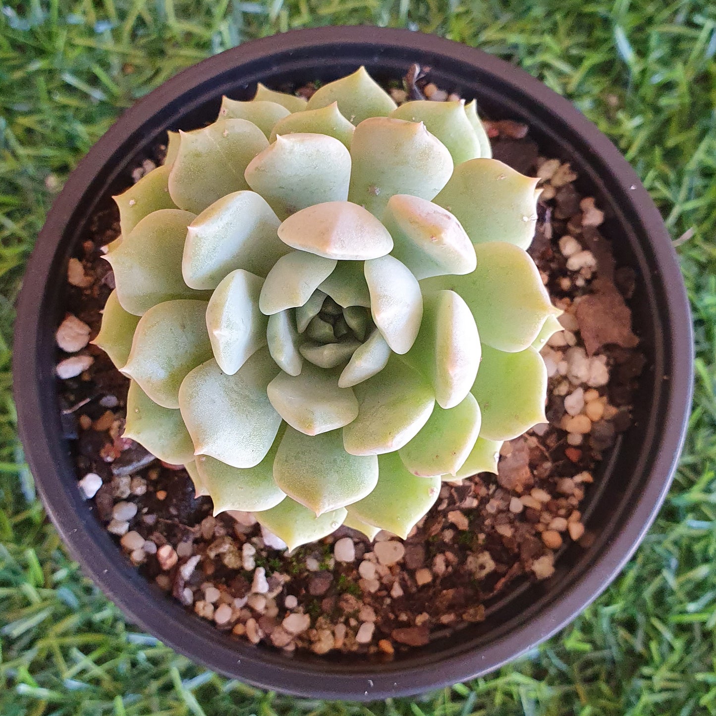 Echeveria Sovereign Sands