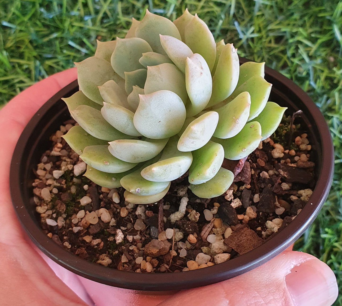 Echeveria Sovereign Sands