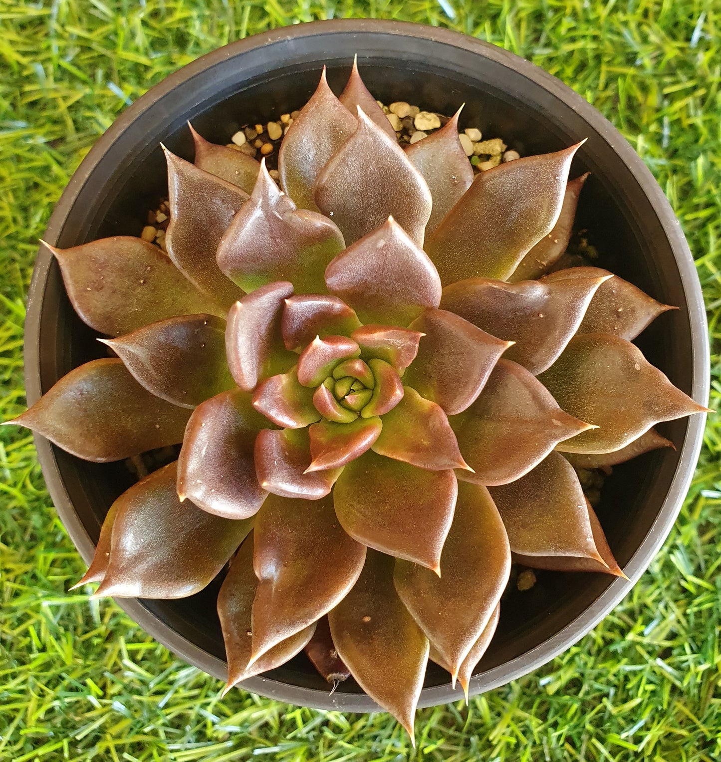 Echeveria Black Prince