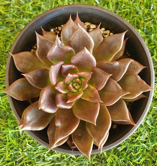 Echeveria Black Prince