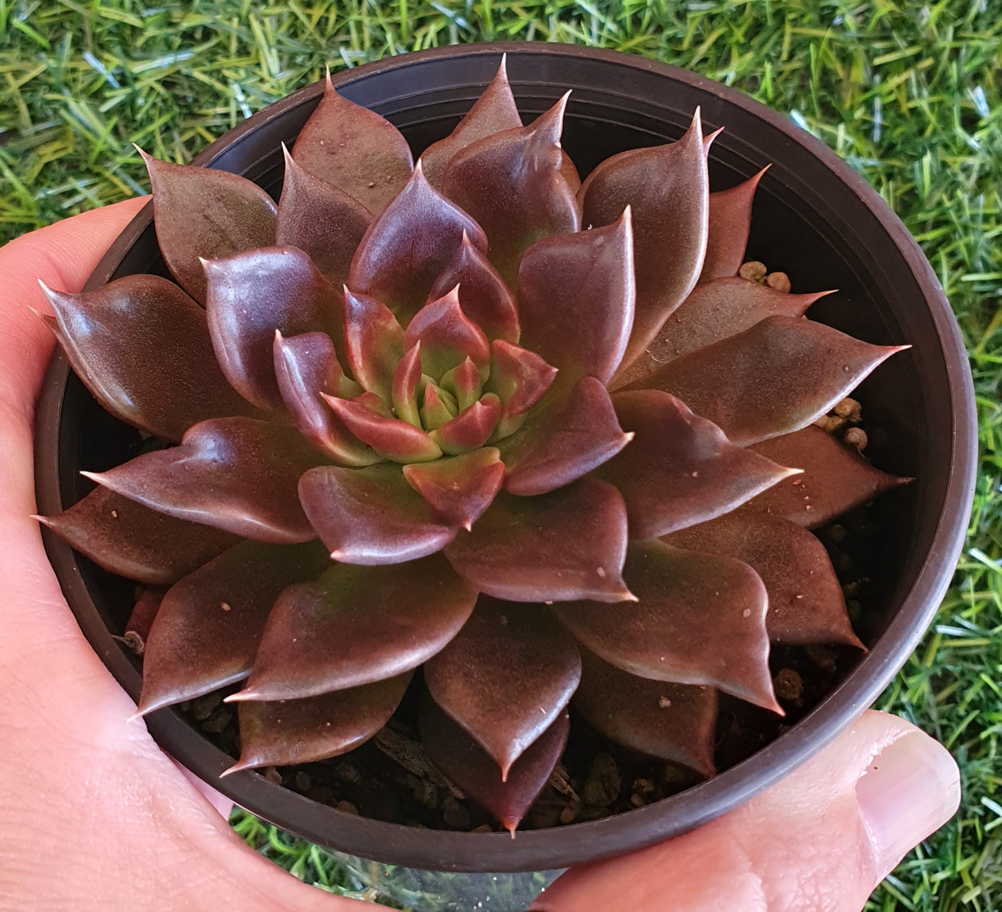 Echeveria Black Prince