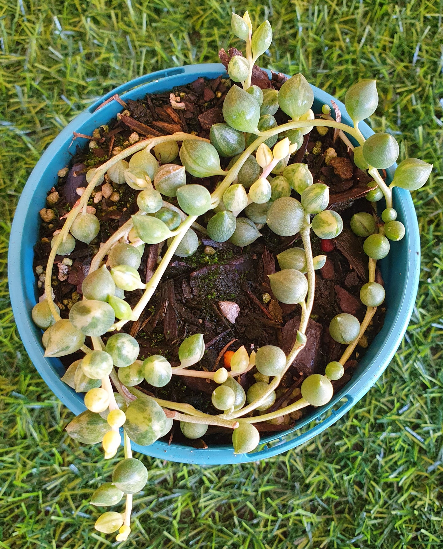 Senecio String of Tears Variegata