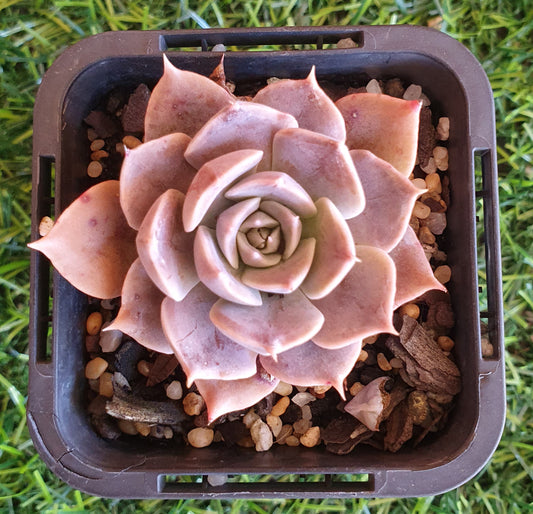 Echeveria Linda Jean