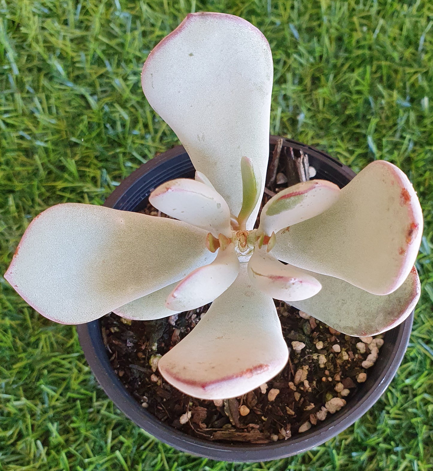 Cotyledon Orbiculata 'Silver Peak'