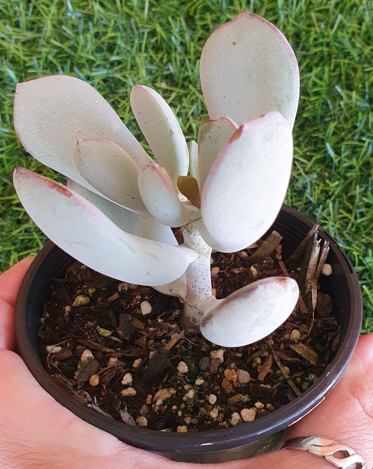 Cotyledon Orbiculata 'Silver Peak'