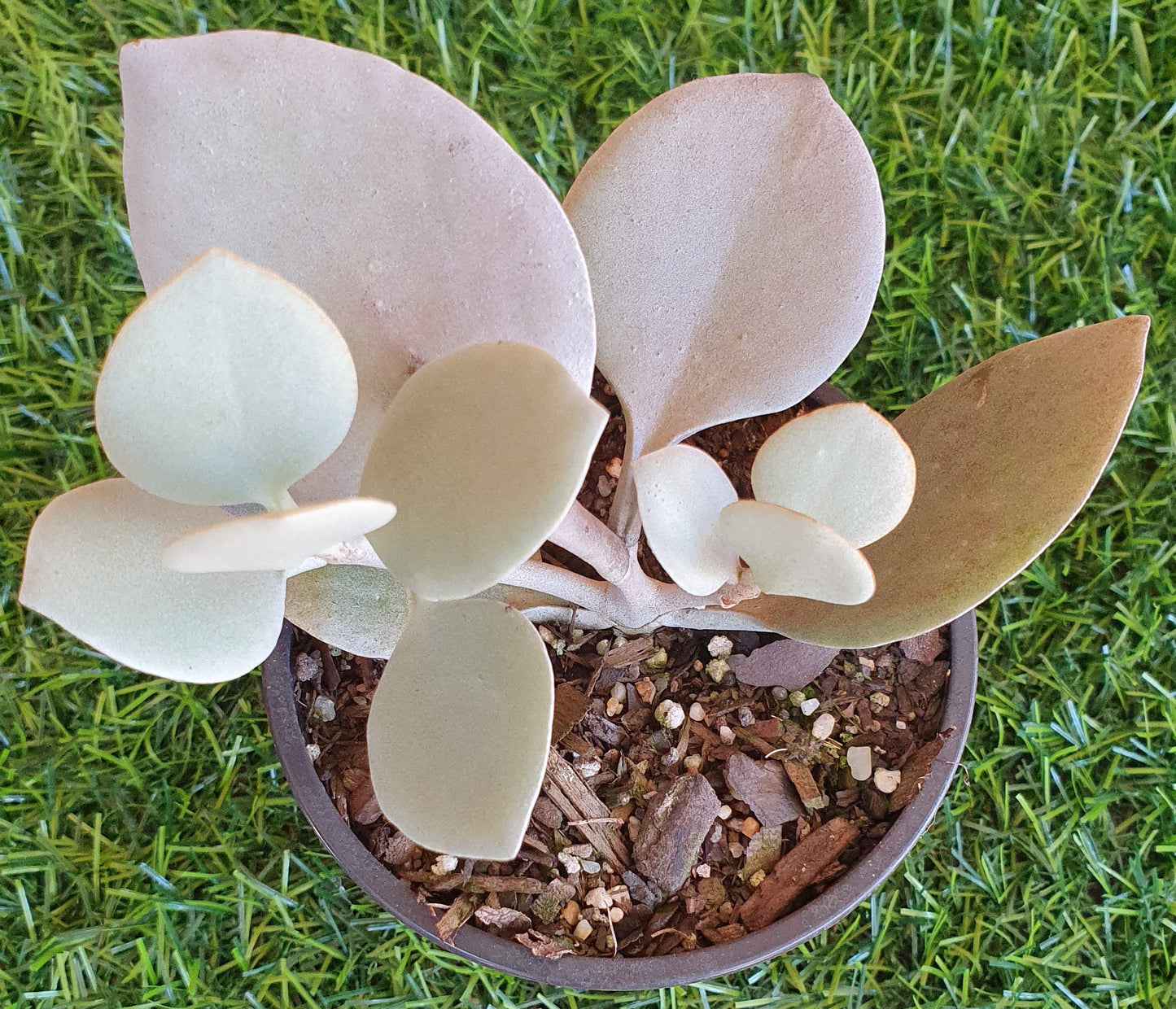 Kalanchoe Silver Spoons