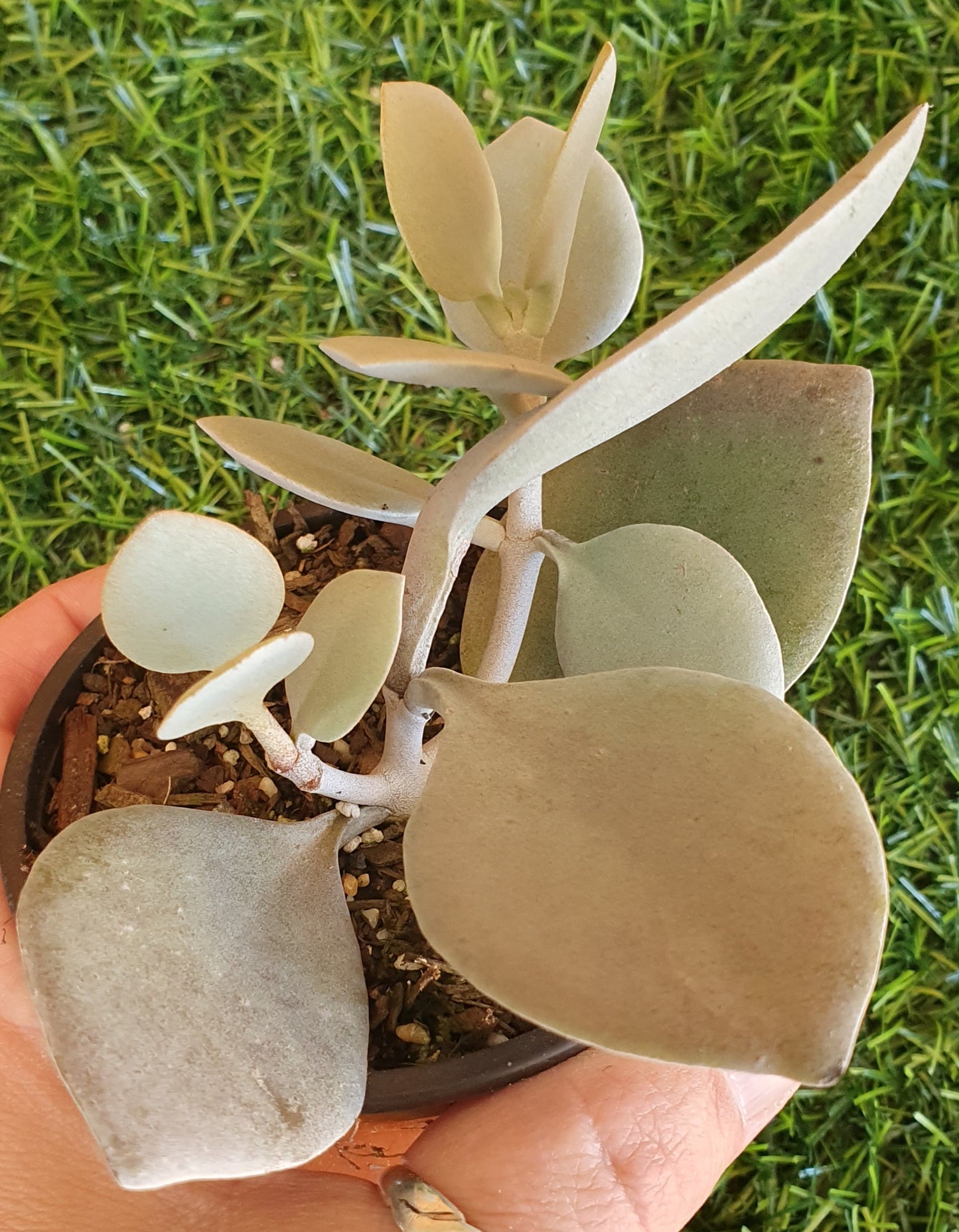 Kalanchoe Silver Spoons