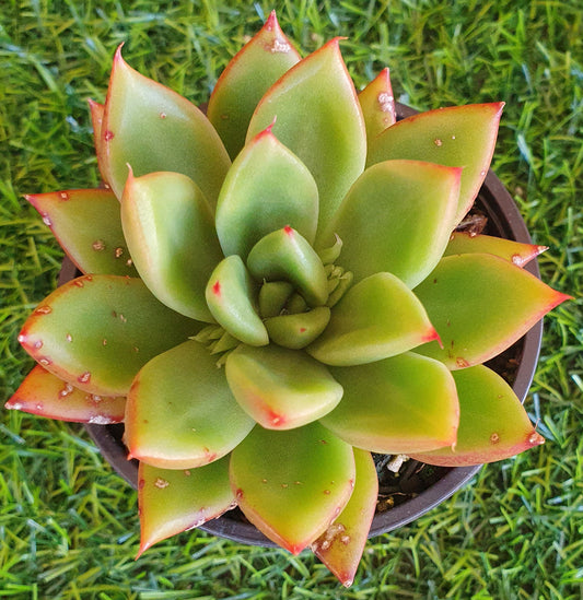 Echeveria Victor Reiter