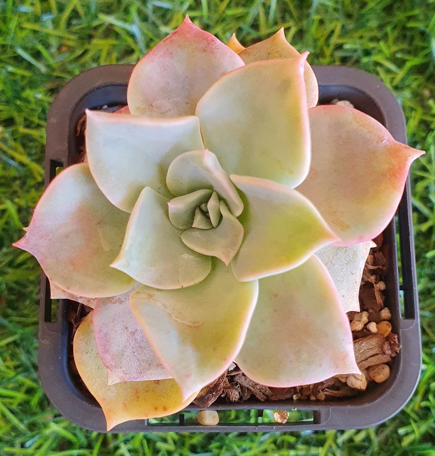 Graptoveria Coconut Ice