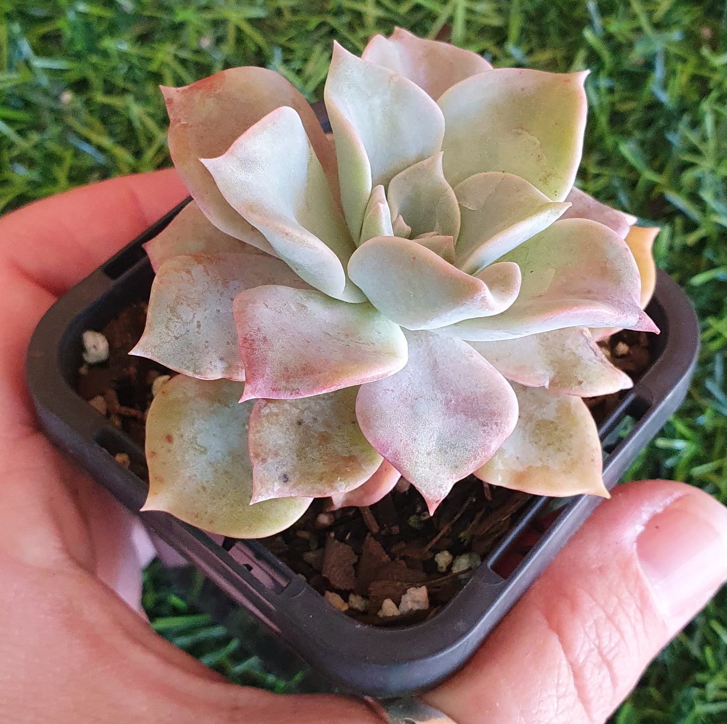 Graptoveria Coconut Ice