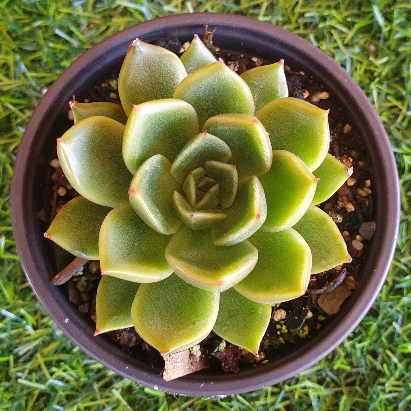 Echeveria Mira