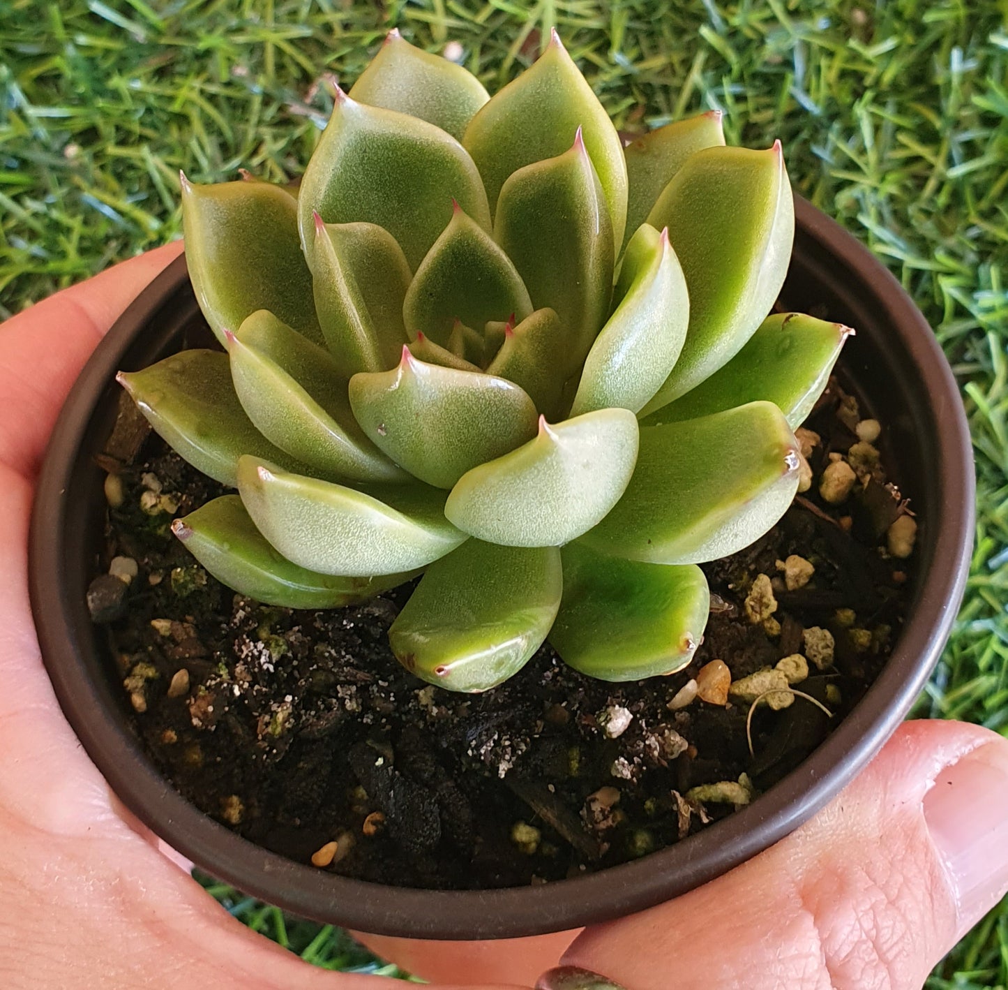 Echeveria Mira