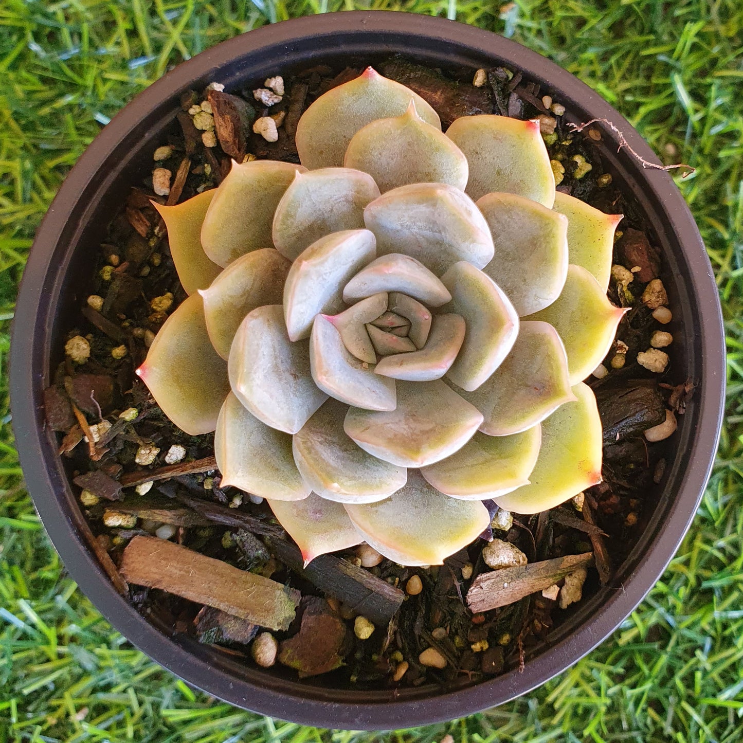 Echeveria Orion