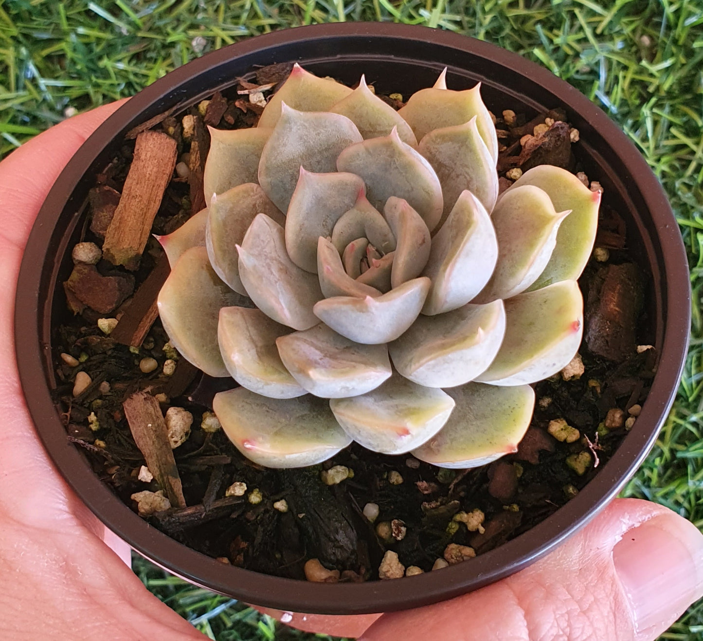 Echeveria Orion