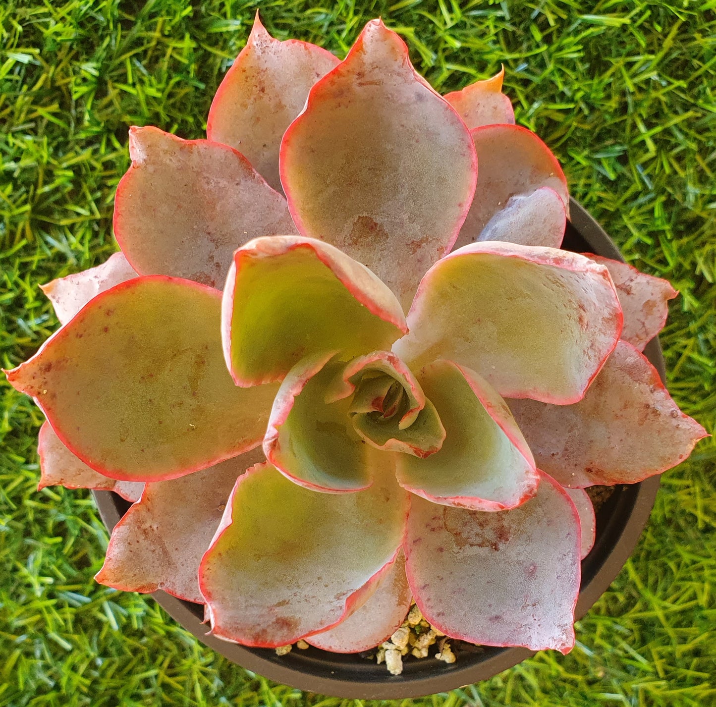 Echeveria Afterglow