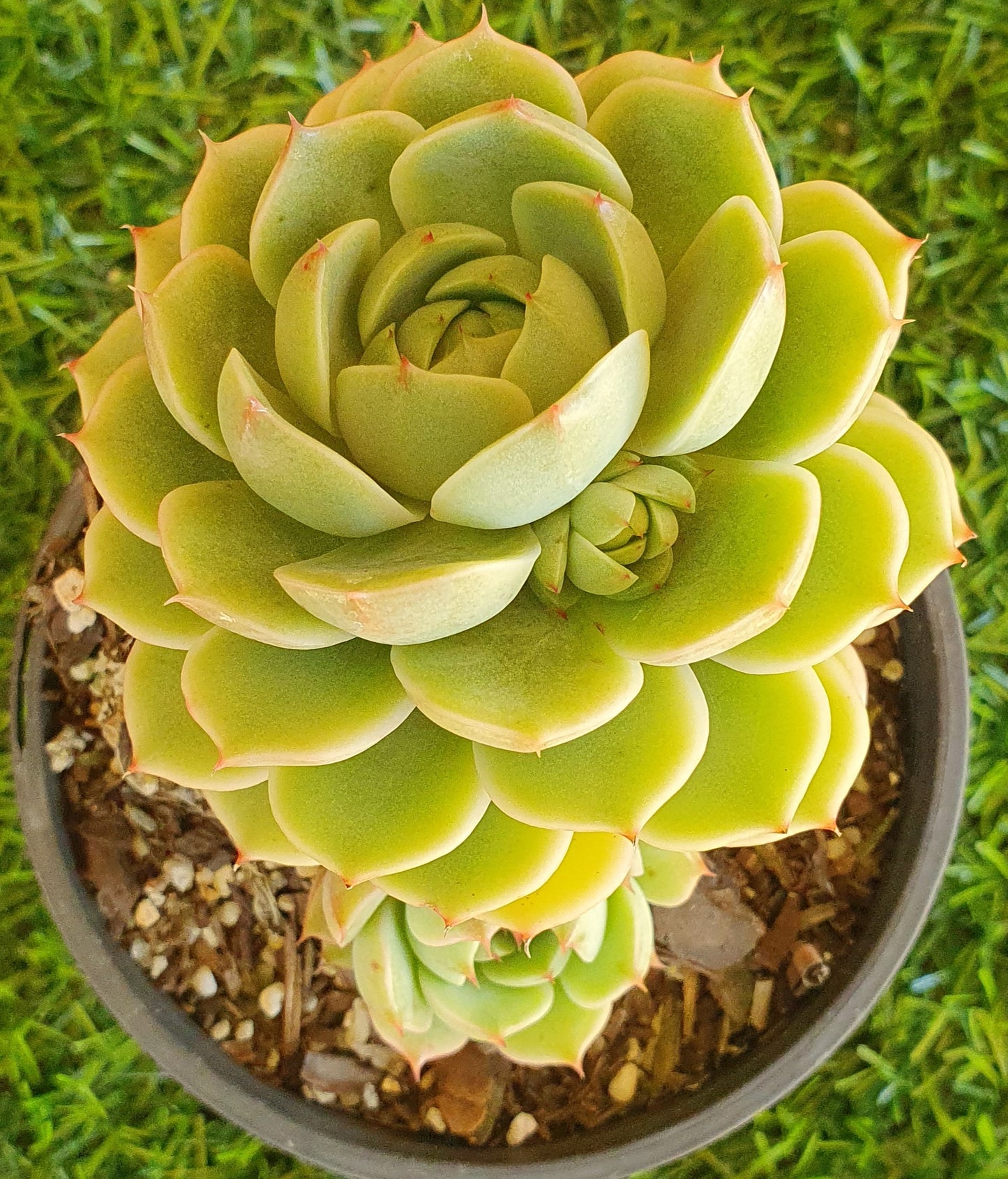 Echeveria Ben Badis