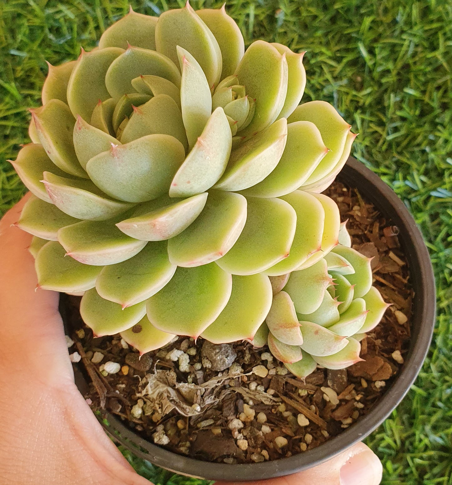 Echeveria Ben Badis