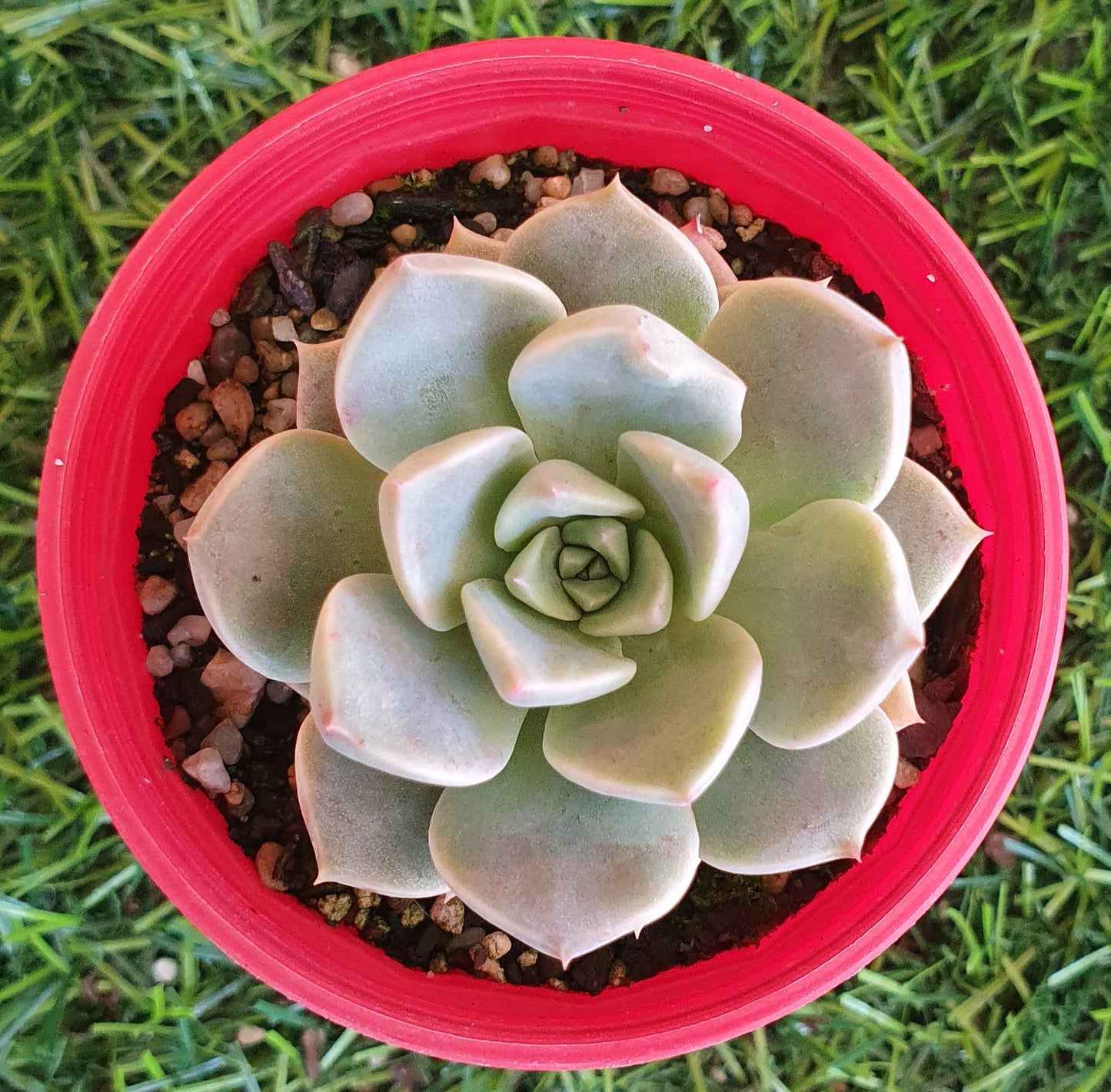 Graptoveria Marpin