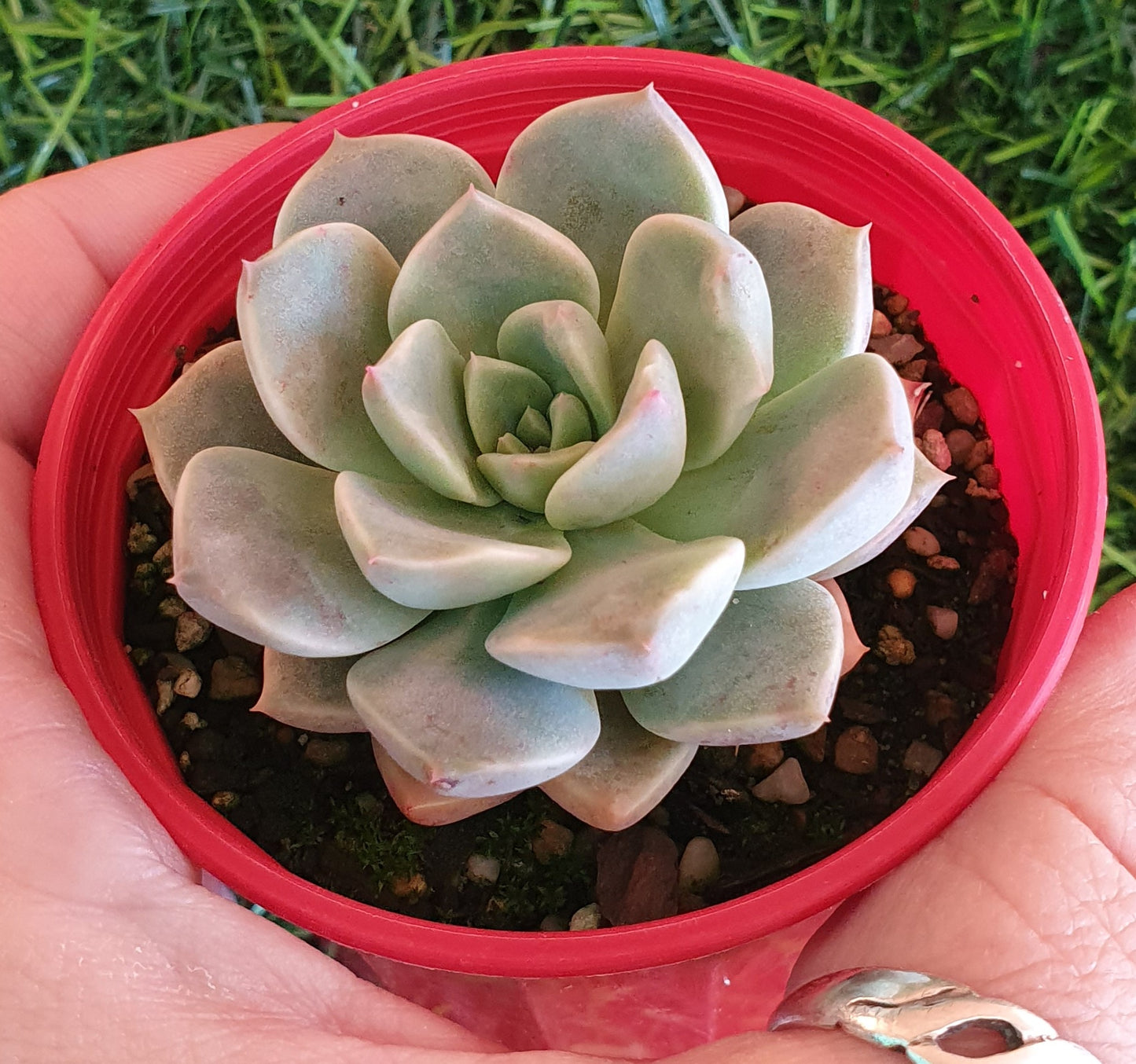 Graptoveria Marpin