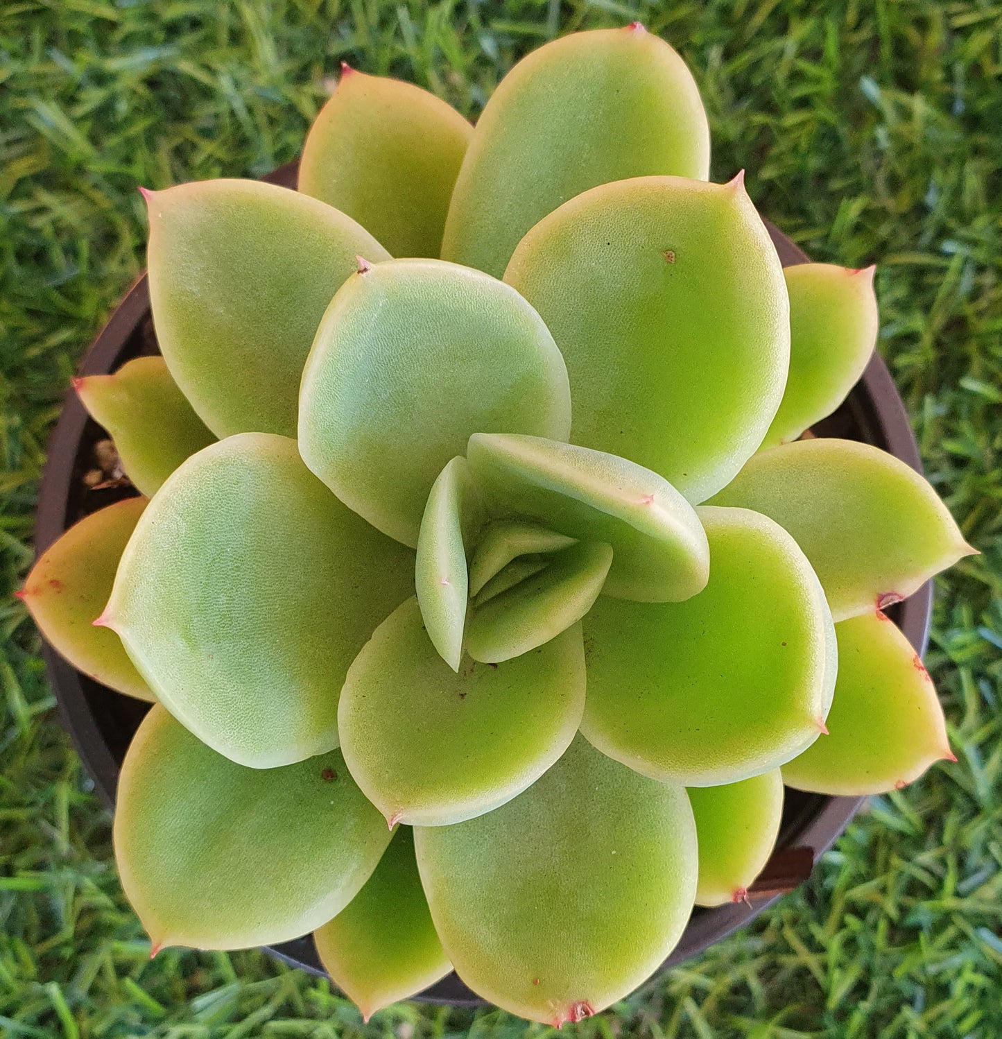 Echeveria Golden Glow