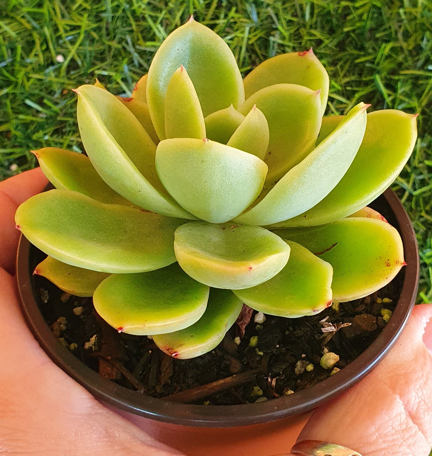 Echeveria Golden Glow